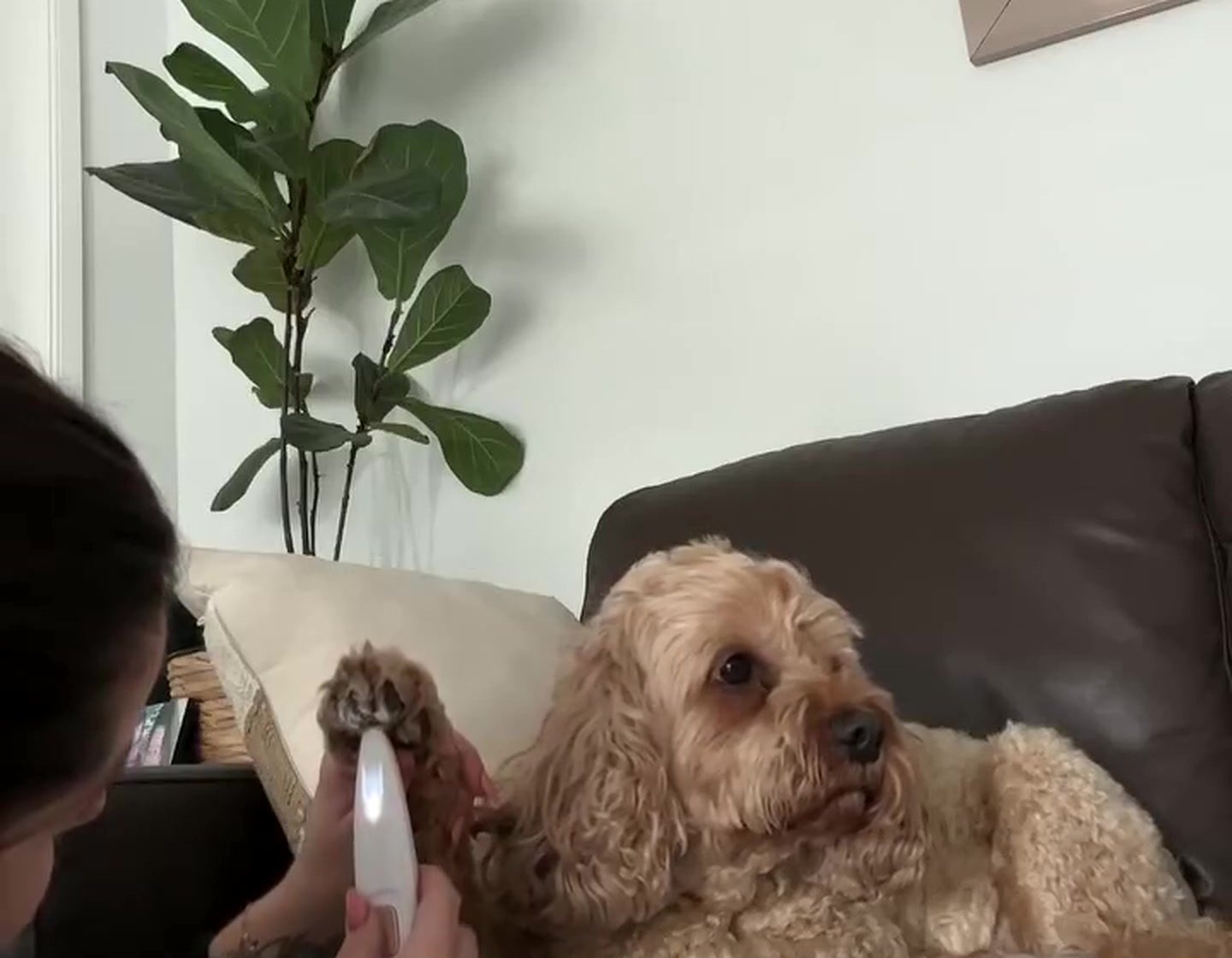A dog resting on the sofa while a paw is trimmed