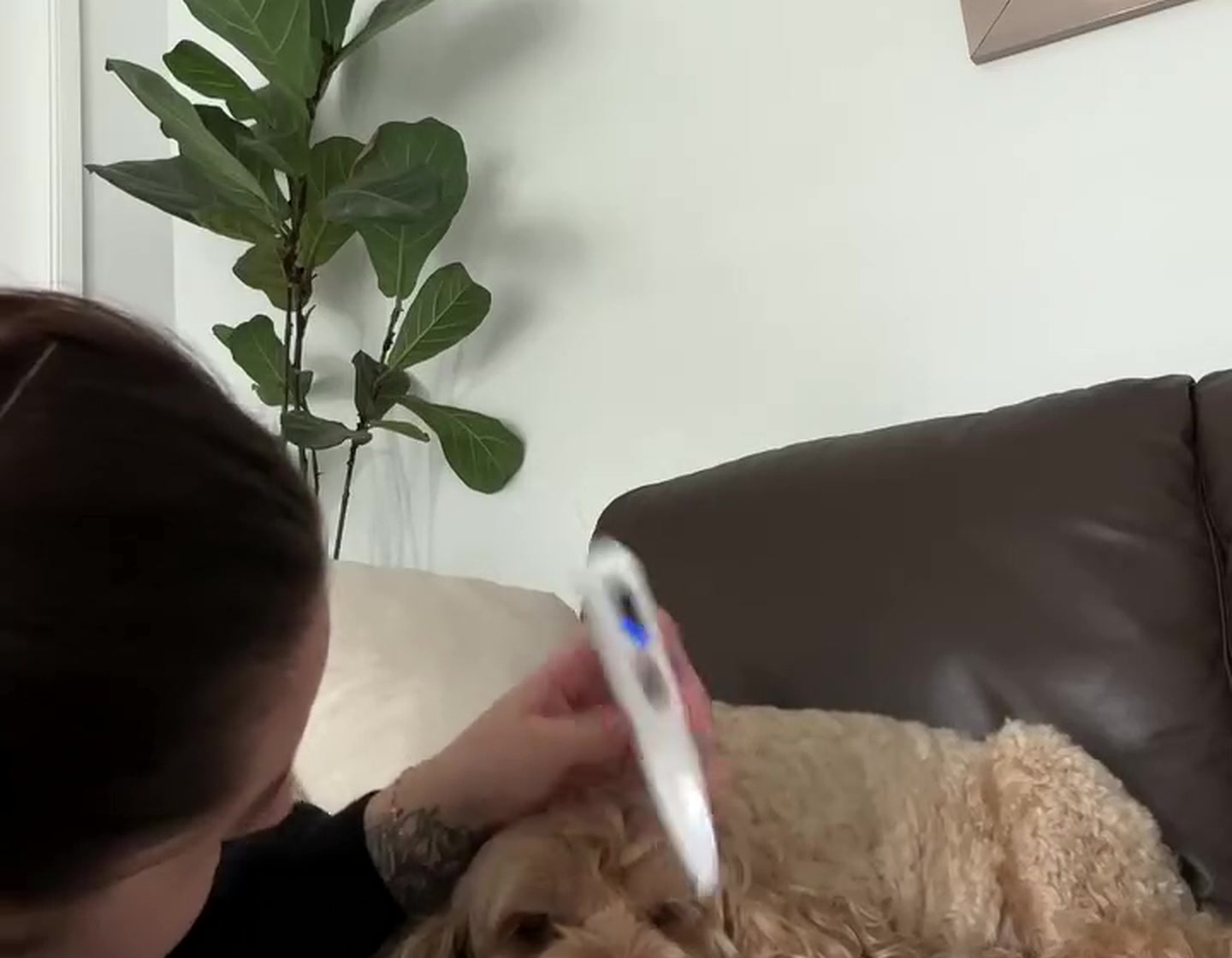 A golden retriever settled on the floor mid-trim