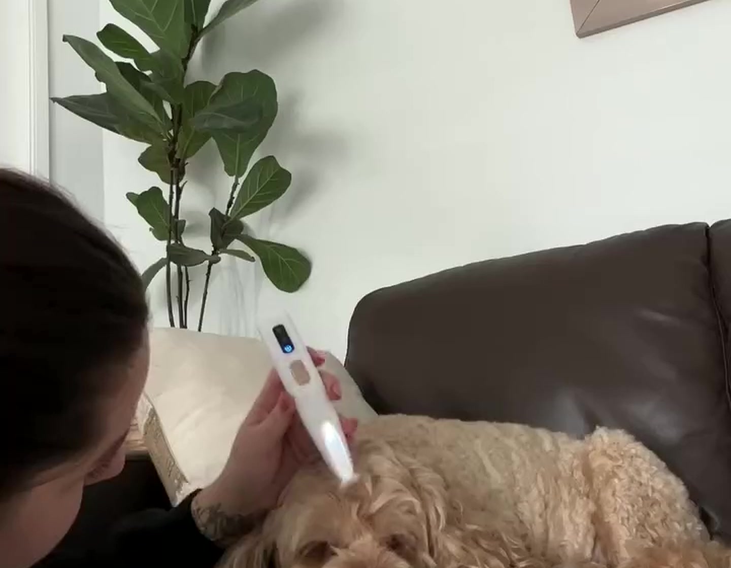 A paw trimmed at home while the dog rests
