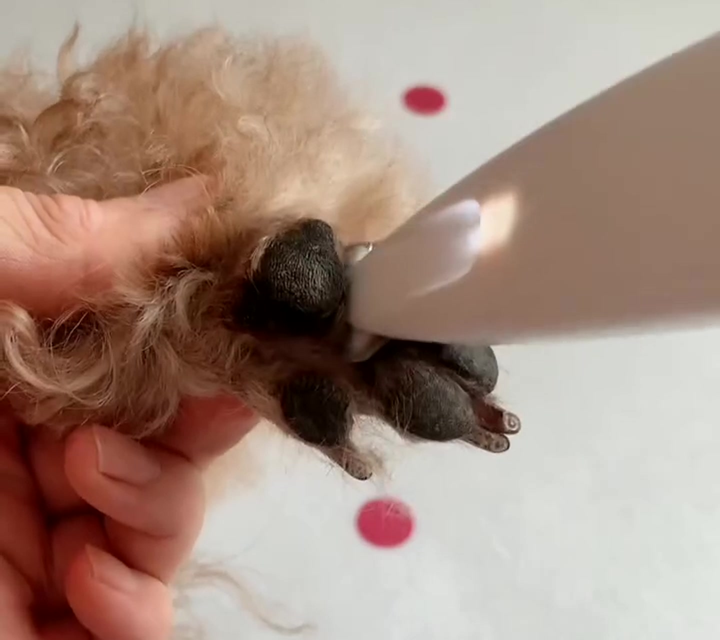 The fur lifted from between two pads
