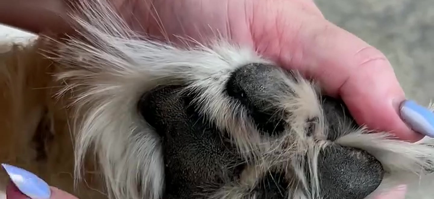 Fur grown out past the pads on a dog’s front paw