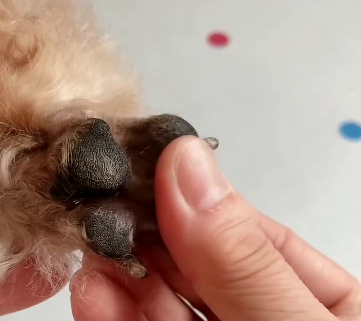 A trimmed paw held open, every pad exposed