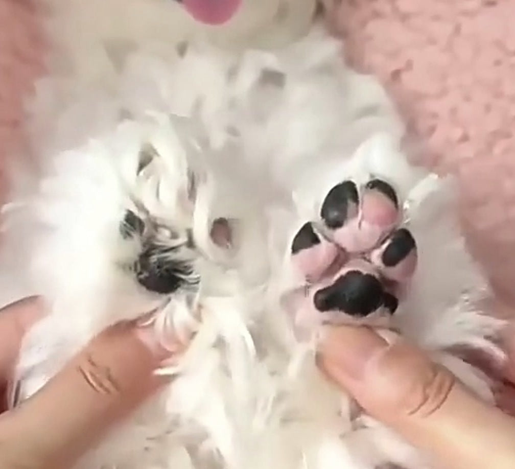 A front paw lifted and steadied, trimmer in the other hand